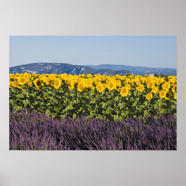 Póster Campo de girasoles y flores de lavanda, (Frente)