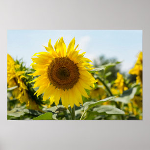 Póster - Campo de hermosos girasoles