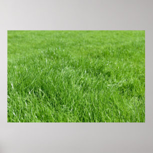 Póster campo de hierba verde fresca