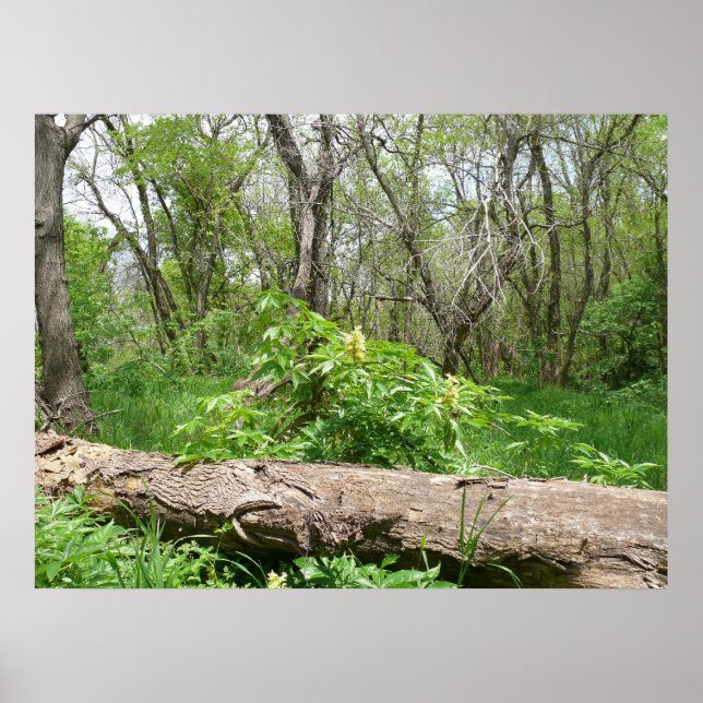 Póster Campo de Kansas (Frente)