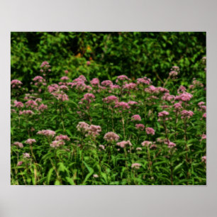 Póster Campo De La Dulce Joe Pye Weed Flores Orton Art