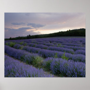 Póster Campo de la lavanda en la puesta del sol
