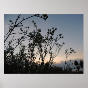 Póster Campo de la puesta del sol de flores salvajes