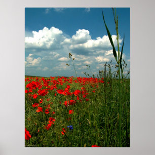 Póster Campo de las amapolas II