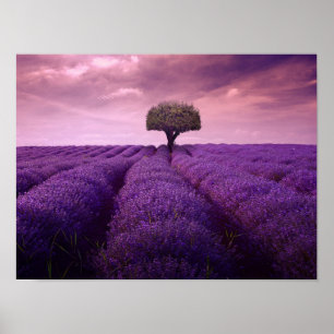Póster Campo de lavanda