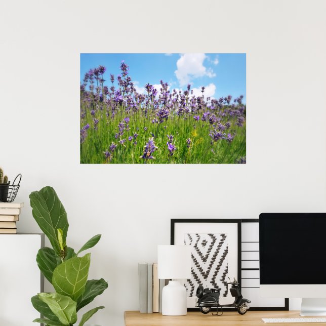 Póster Campo de lavanda (Oficina en casa)