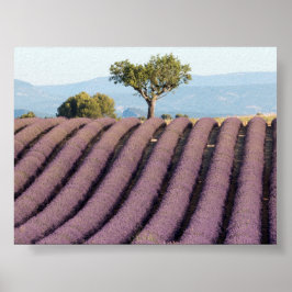 Póster Campo de lavanda en Provenza