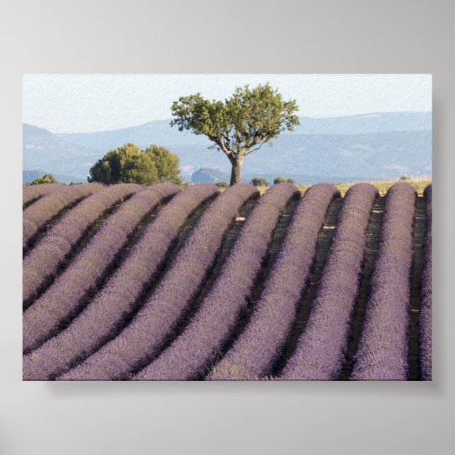 Póster Campo de lavanda en Provenza (Frente)