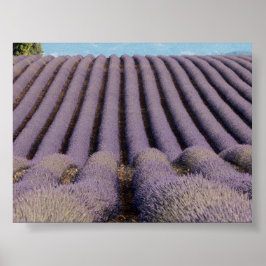 Póster Campo de lavanda en Provenza