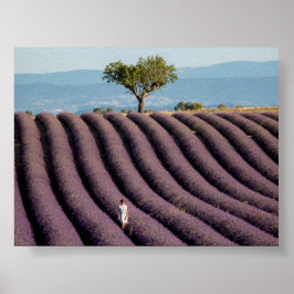 Póster Campo de lavanda en Provenza