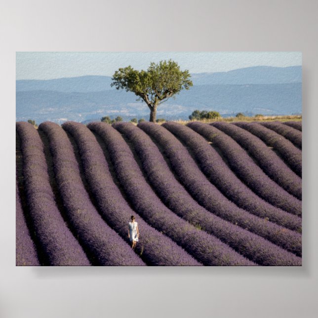 Póster Campo de lavanda en Provenza (Frente)