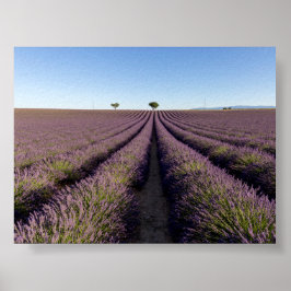 Póster Campo de lavanda en Provenza