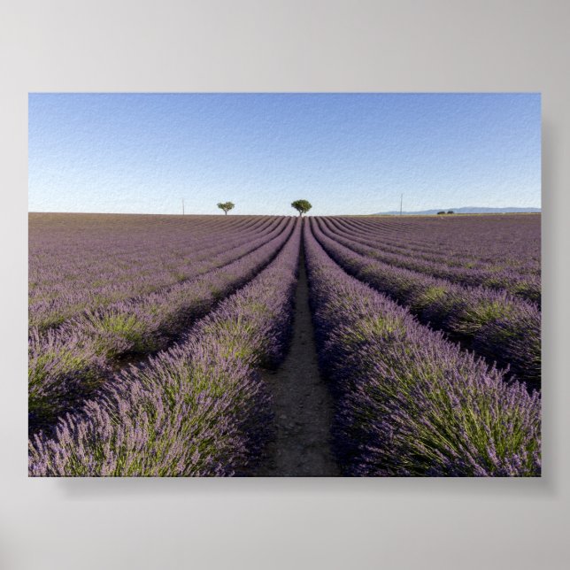 Póster Campo de lavanda en Provenza (Frente)