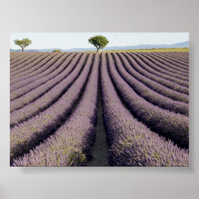 Póster Campo de lavanda en Provenza (Frente)
