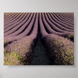 Póster Campo de lavanda en Provenza