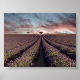 Póster Campo de lavanda en Provenza