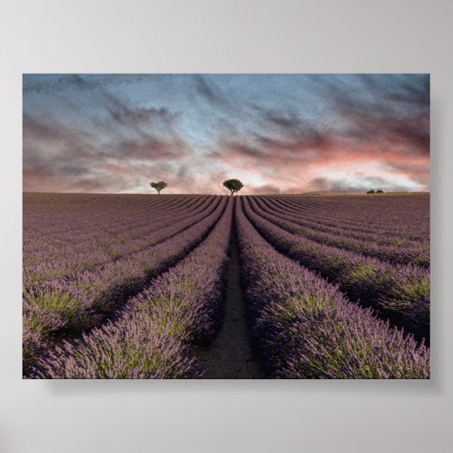 Póster Campo de lavanda en Provenza (Frente)