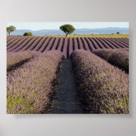 Póster Campo de lavanda en Provenza