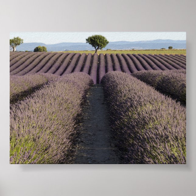 Póster Campo de lavanda en Provenza (Frente)