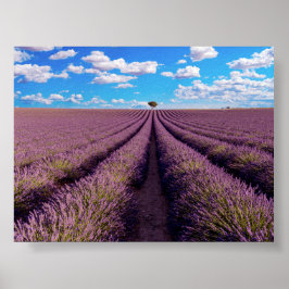 Póster Campo de lavanda en Provenza