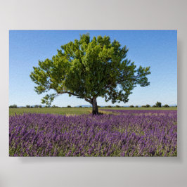 Póster Campo de lavanda en Provenza