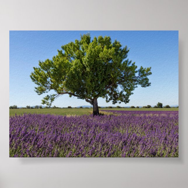 Póster Campo de lavanda en Provenza (Frente)