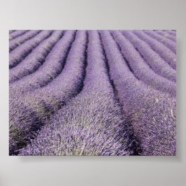 Póster Campo de lavanda en Provenza