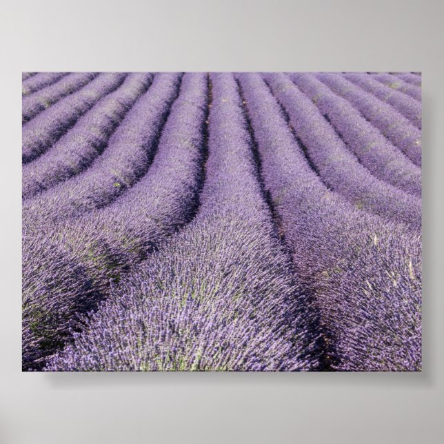 Póster Campo de lavanda en Provenza (Frente)