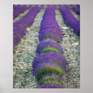 Póster Campo de lavanda, Provenza, Francia