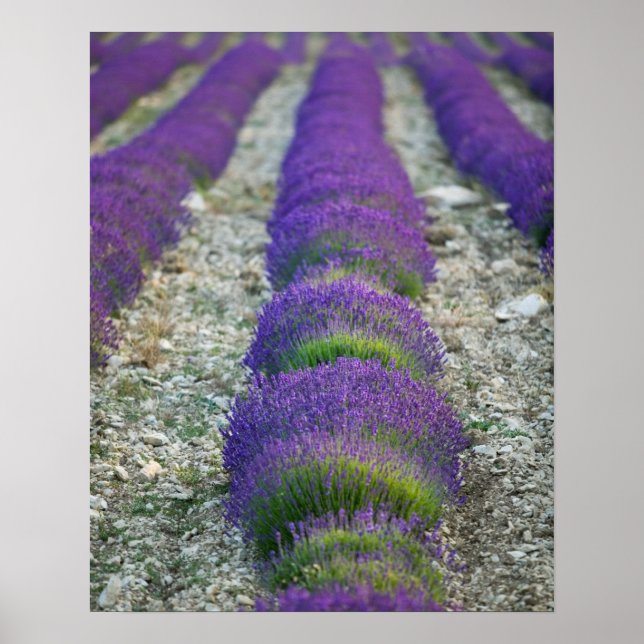 Póster Campo de lavanda, Provenza, Francia (Frente)
