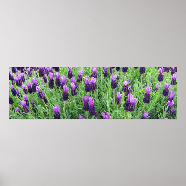 Póster Campo de Lavender 26" x 8"h Poster (Frente)
