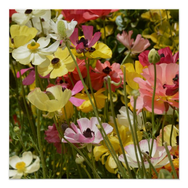 Póster Campo de los Anemones (Anverso)