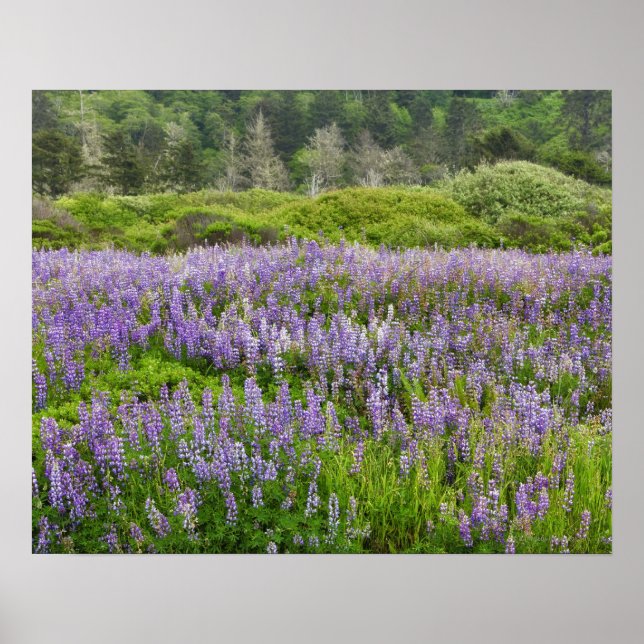 Póster Campo de Lupine, costa de Humbolt, California, Est (Frente)