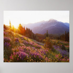 Póster Campo de lupino y montañas Olímpicas en