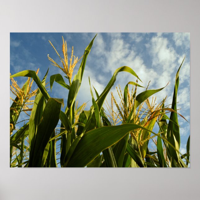 Póster Campo de maíz (Frente)