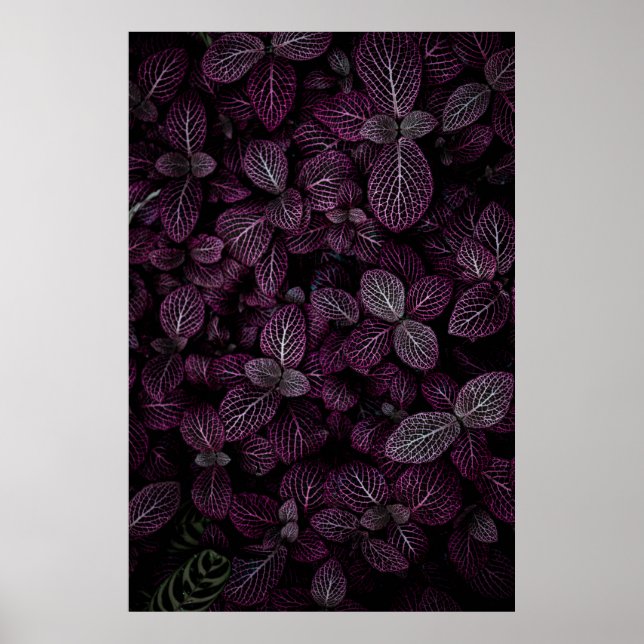 PÓSTER CAMPO DE PLANTA DE PURPLE LEAFED (Frente)