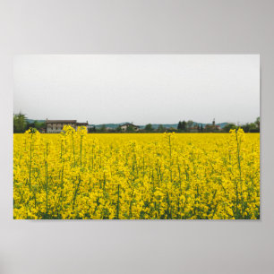 Póster Campo de rapeseed