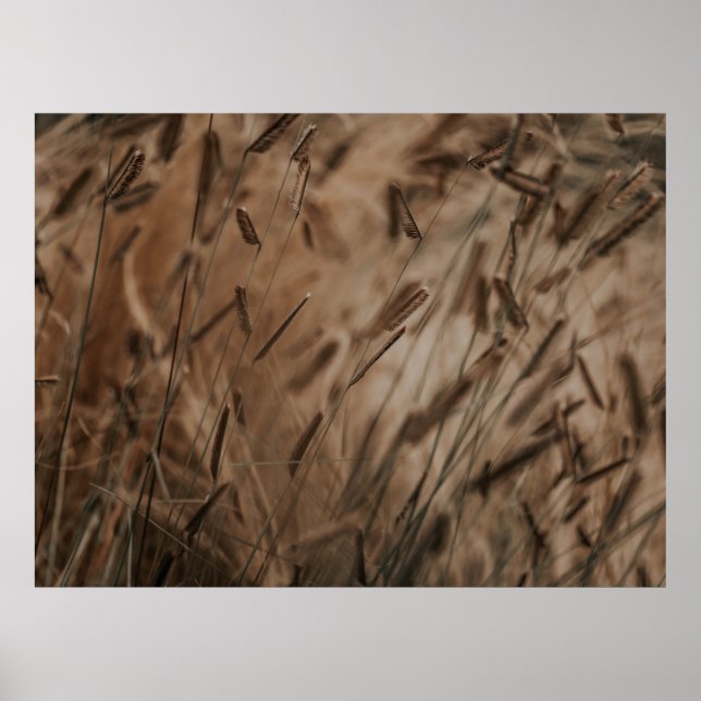 PÓSTER CAMPO DE TRIGO (Frente)