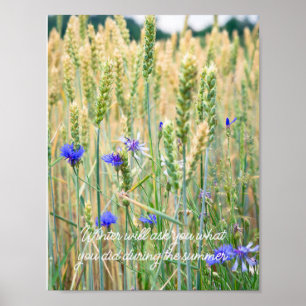 Póster Campo de trigo con acenorias azules