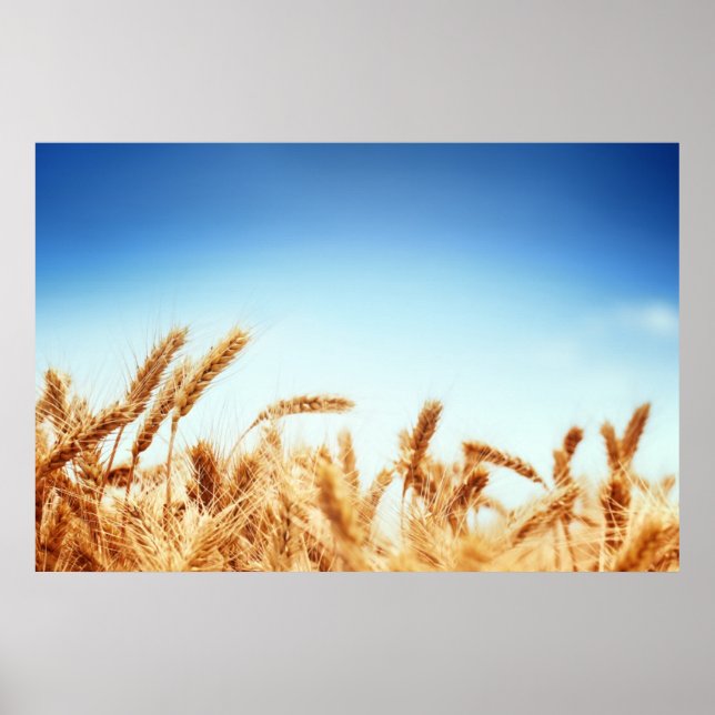 Póster Campo de trigo contra cielo azul (Frente)