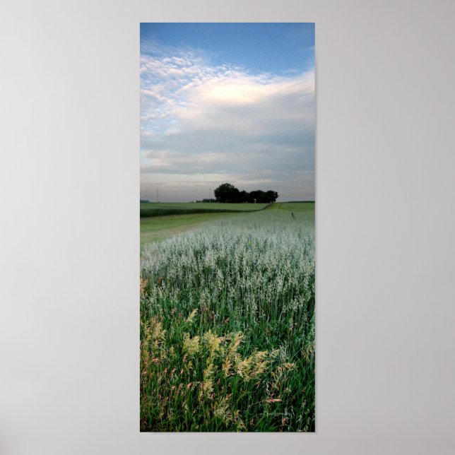 Póster Campo de trigo de granjas del medio oeste (Frente)