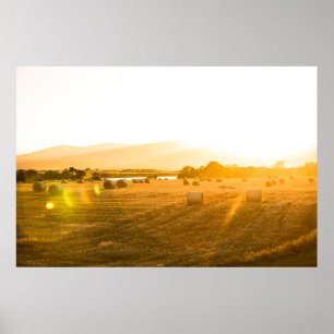 Póster Campo de trigo el   Dornoch, Escocia del norte,