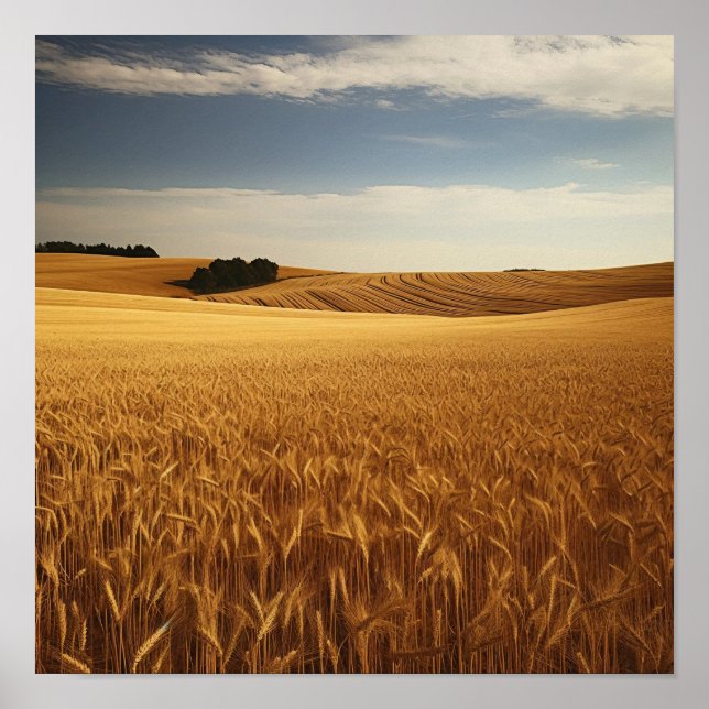 Póster Campo de trigo rural (Frente)