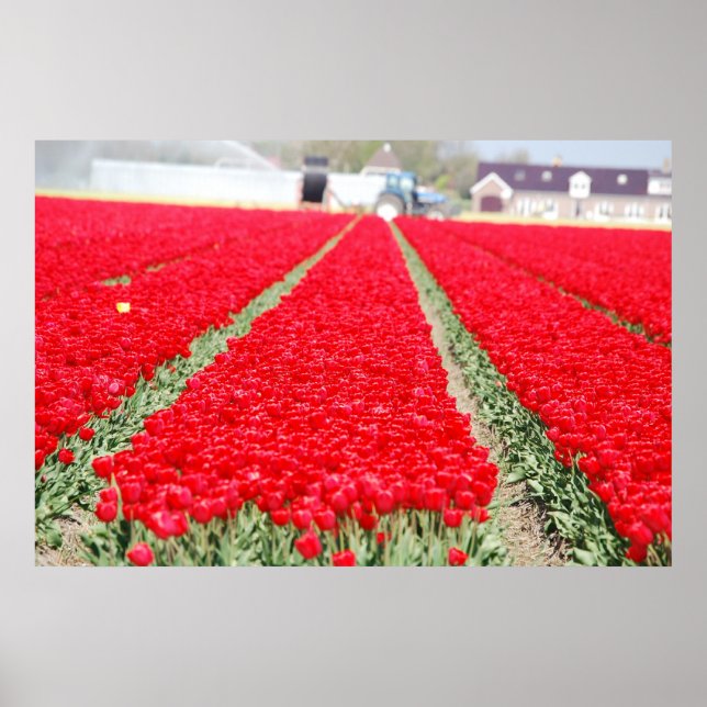 Póster Campo de tulipanes (Frente)