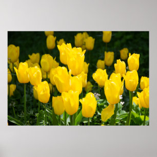 Póster Campo de tulipanes amarillo brillante