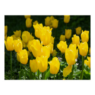 Póster Campo de tulipanes amarillo brillante