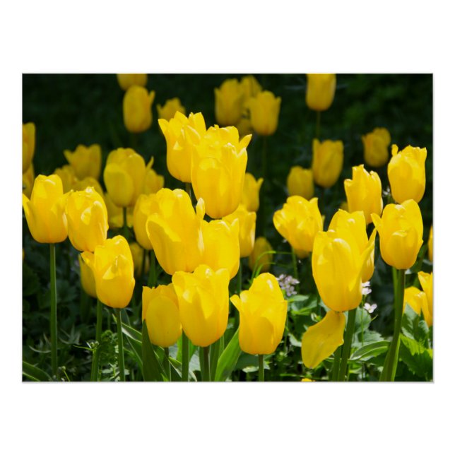 Póster Campo de tulipanes amarillo brillante (Anverso)