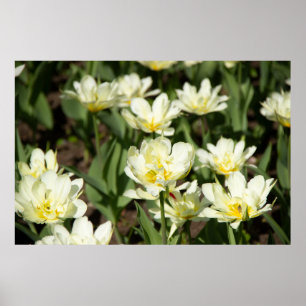 Póster Campo de tulipanes blancos Foto