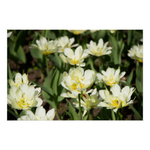 Póster Campo de tulipanes blancos Foto