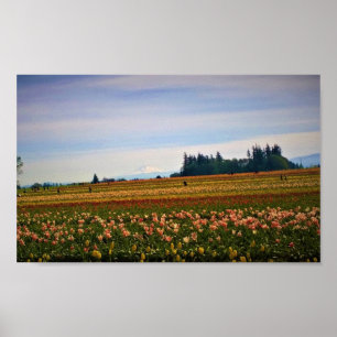 Póster Campo de tulipanes con Mt. Hood, Oregon